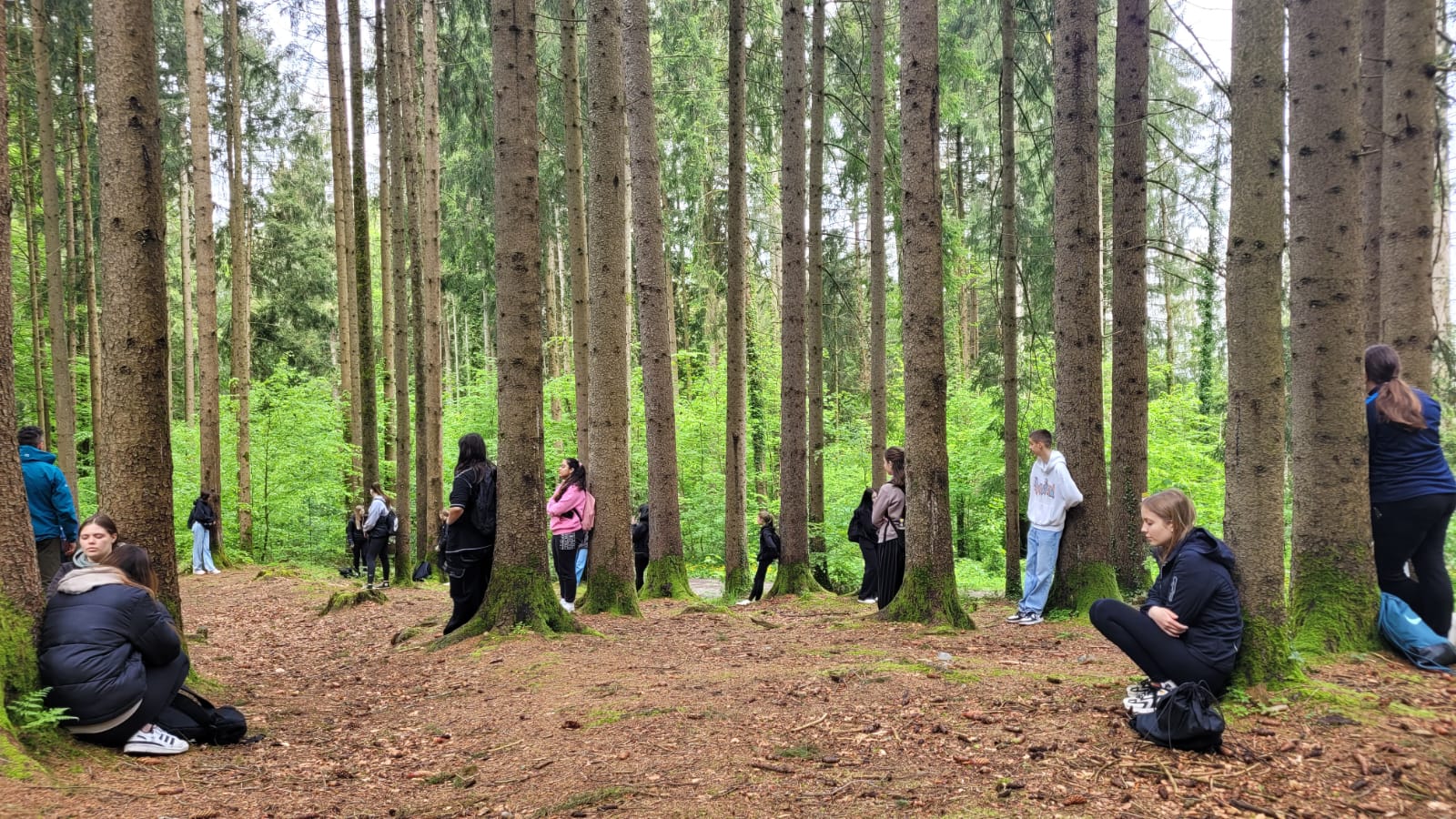 Wald3.jpeg